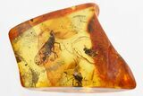 Detailed Fossil Planthopper and Long-Legged Fly In Baltic Amber #325475-1